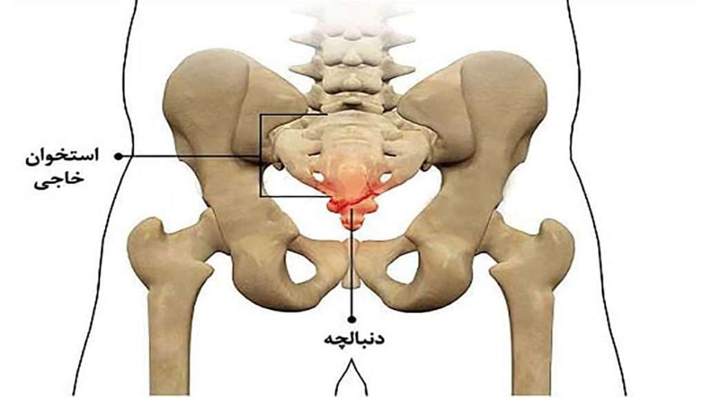 تست عصب و عضله مقعد