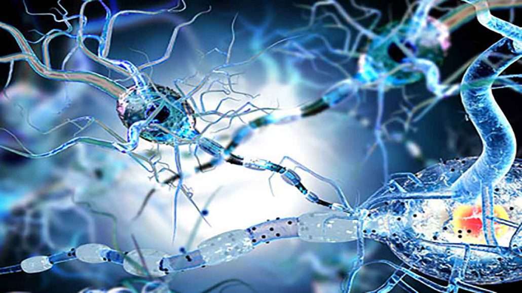 نورون های عصبی