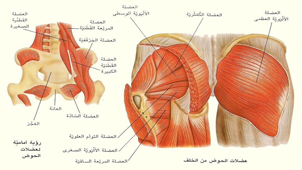 دیسک کمر چیست