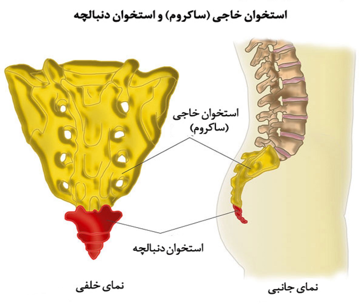 ساختار دنبالچه