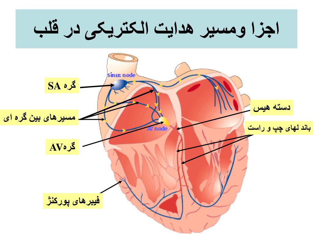 ساختار سیستم هدایت قلب